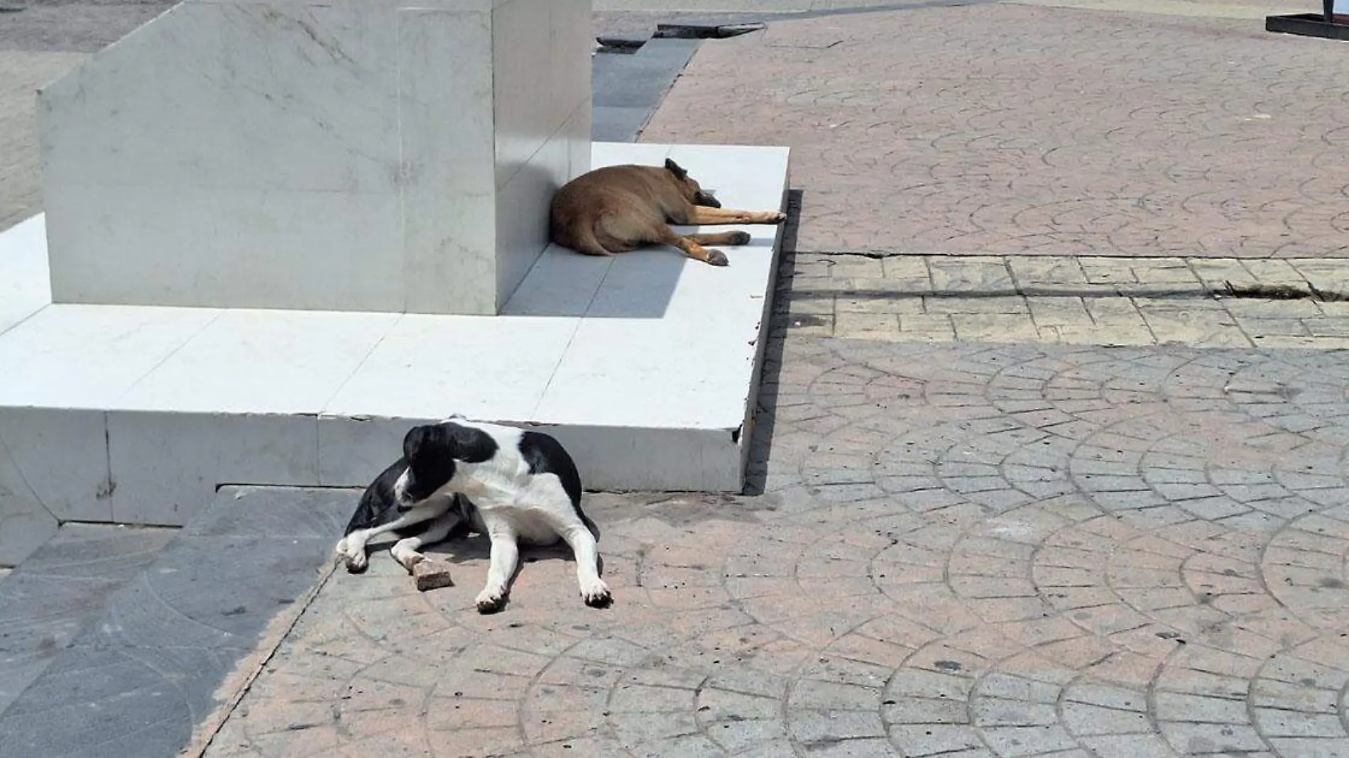 El municipio de Tehuacán enfrenta una crisis de sobrepoblación de perros callejeros